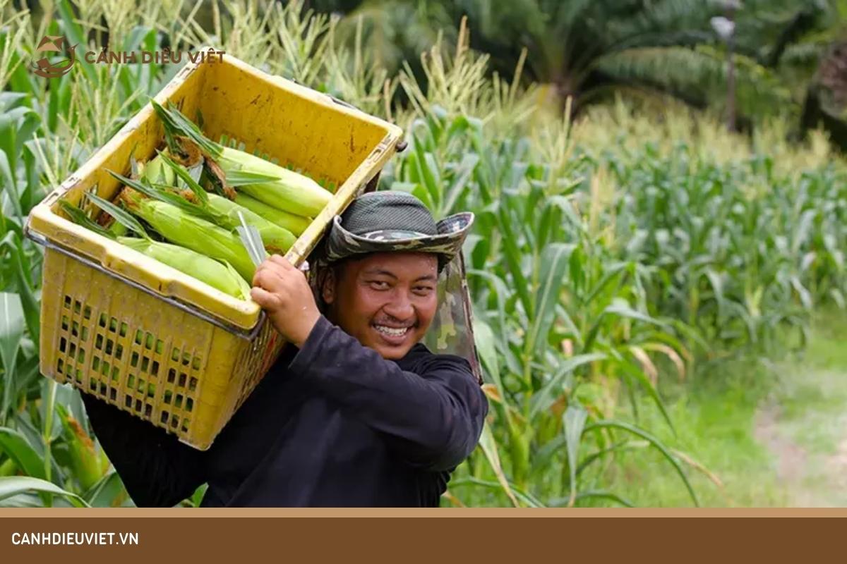 Bắp mỹ trồng bao lâu thì có thể thu hoạch