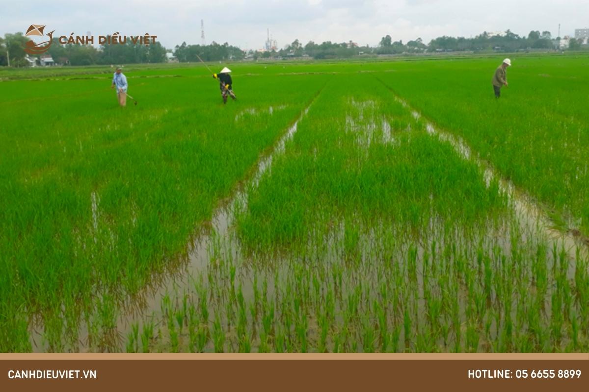 Biện pháp phòng trừ sâu keo như thế nào