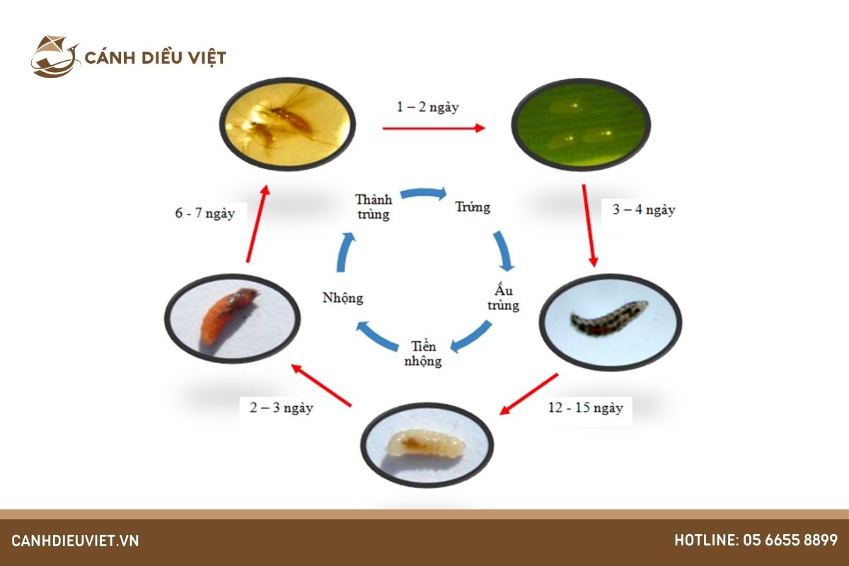 Biện pháp phòng trừ sâu năn hại cây lúa hiệu quả