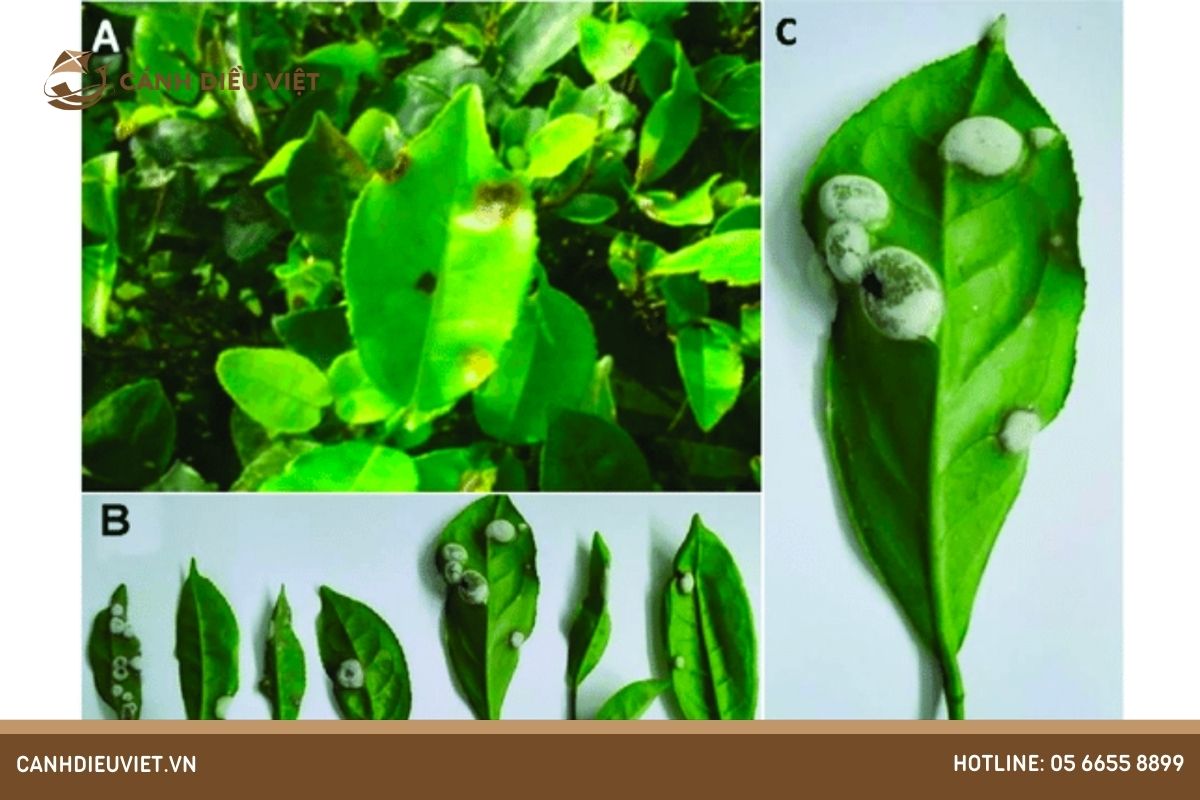 Bệnh rụng búp trà (Tea blister blight)