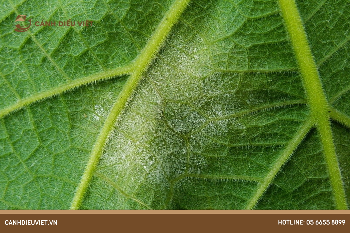 Bệnh sương mai (Powdery mildew)