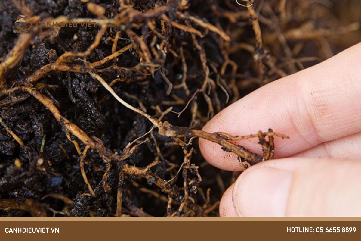 Bệnh thối rễ (Root rot)