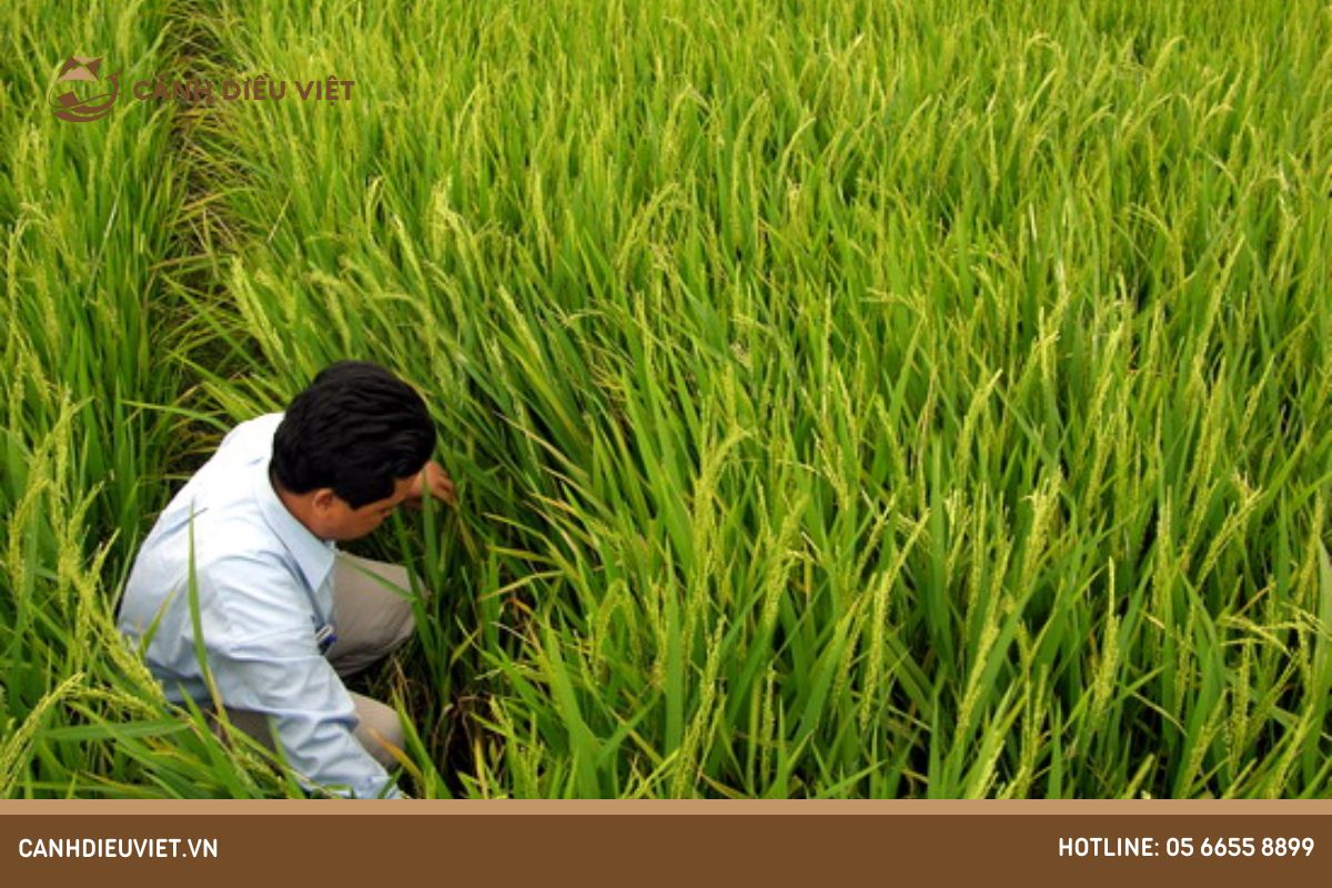 Biện pháp phòng trừ bệnh lùn xoắn lá trên lúa