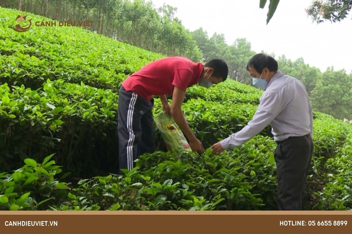 Các biện pháp phòng ngừa sâu bệnh hại cây chè