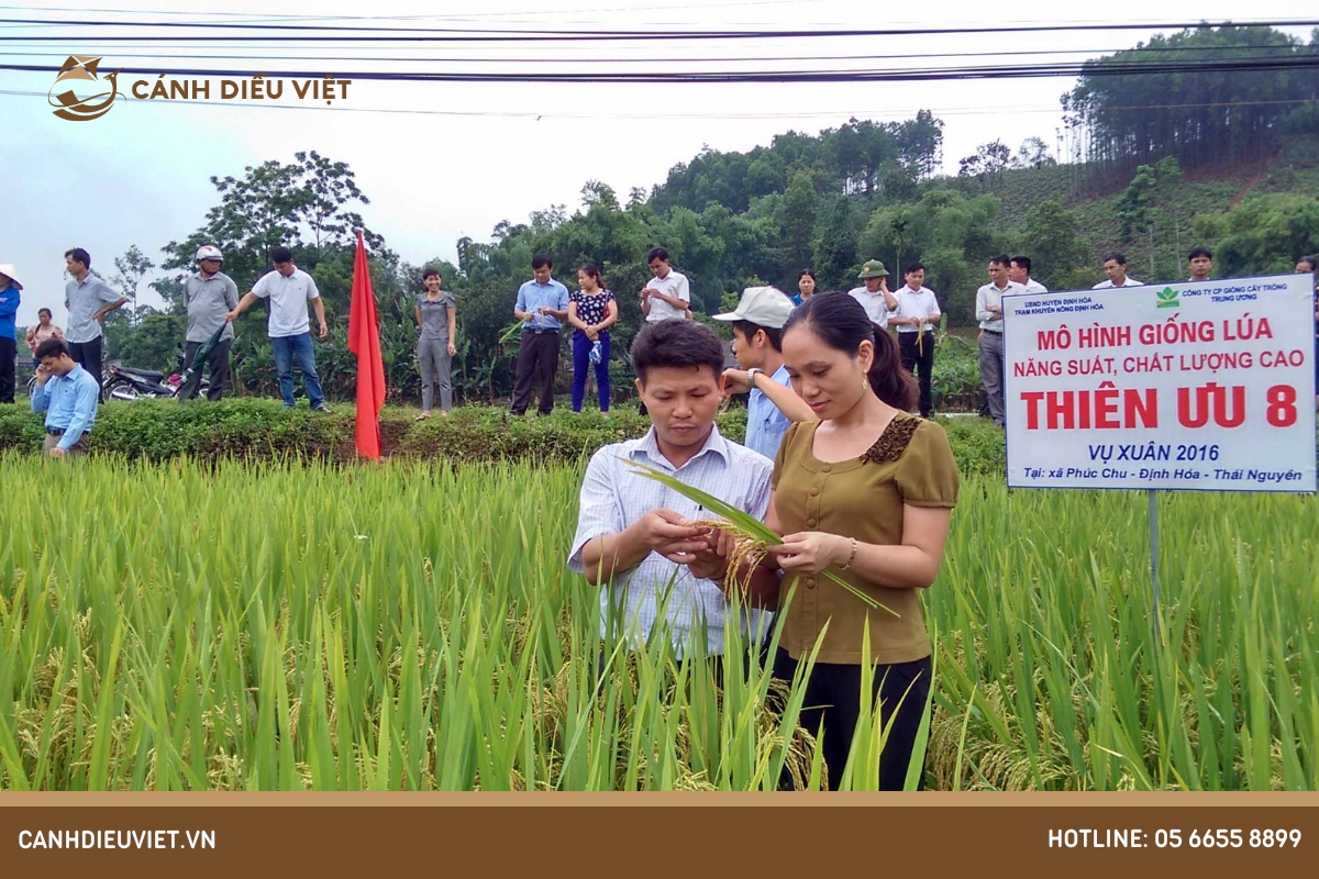 Cách gieo trồng giống Thiên Ưu 8