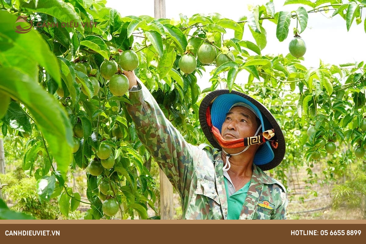 Cách ngăn ngừa bệnh xoăn lá gây hại cây chanh dây