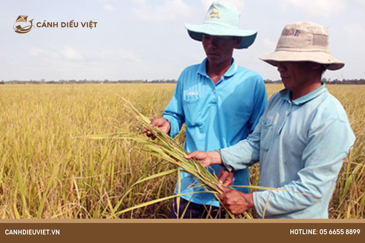 Cách phòng trừ bệnh vàng lùn ở lúa