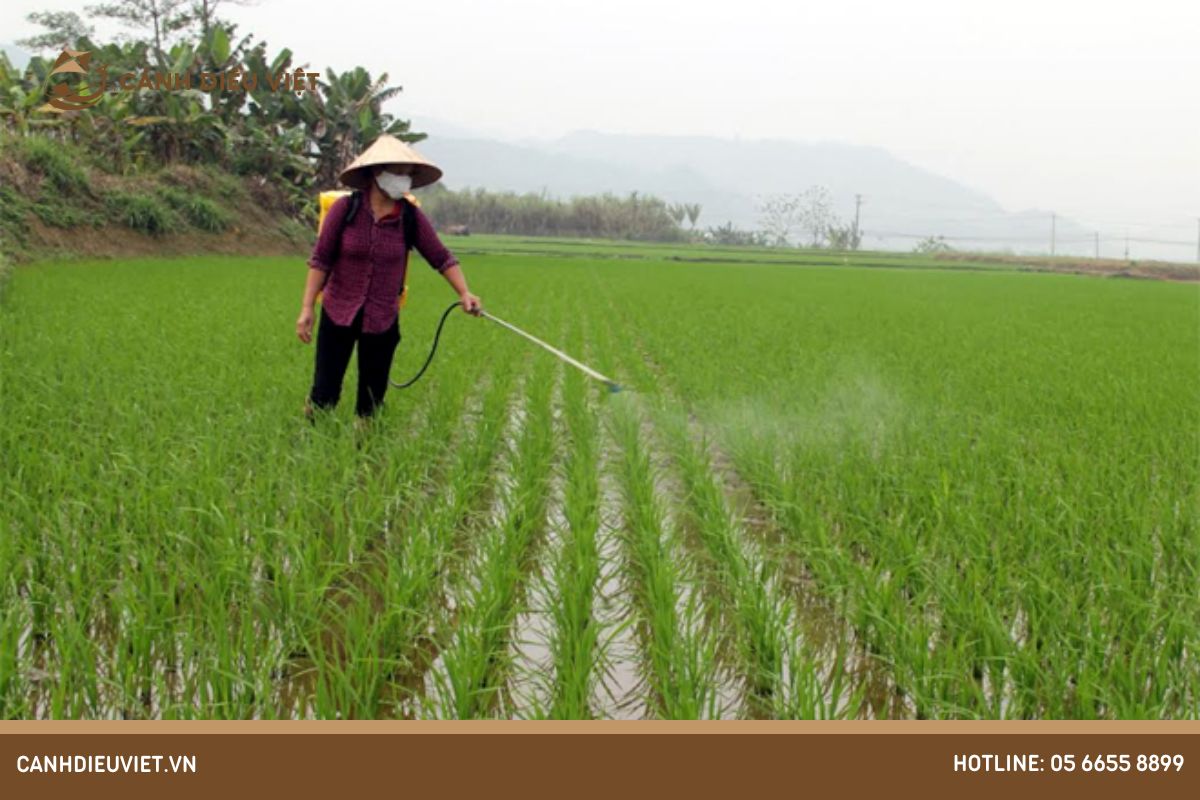 Cách phòng trừ bọ trĩ hại lúa