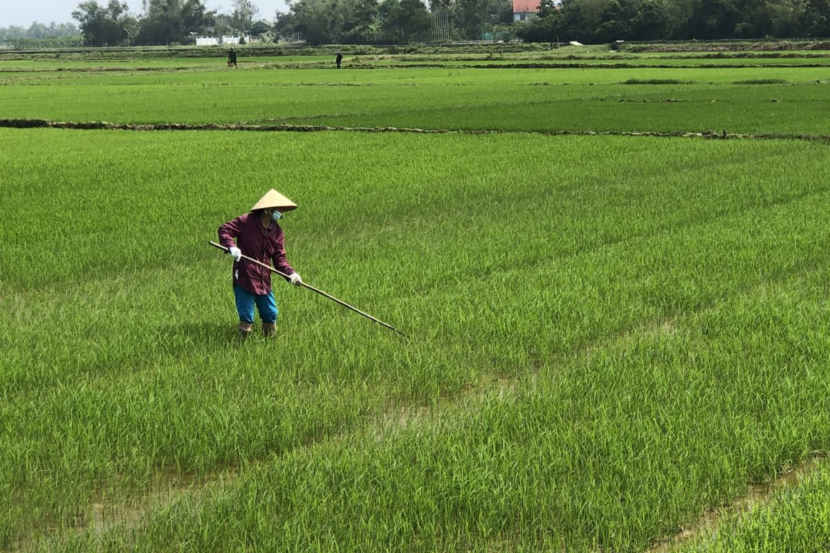 Cách phòng trừ bọ xít đen hại lúa