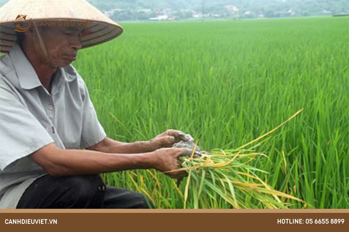 Cách phòng trừ lúa bị bệnh vàng lá