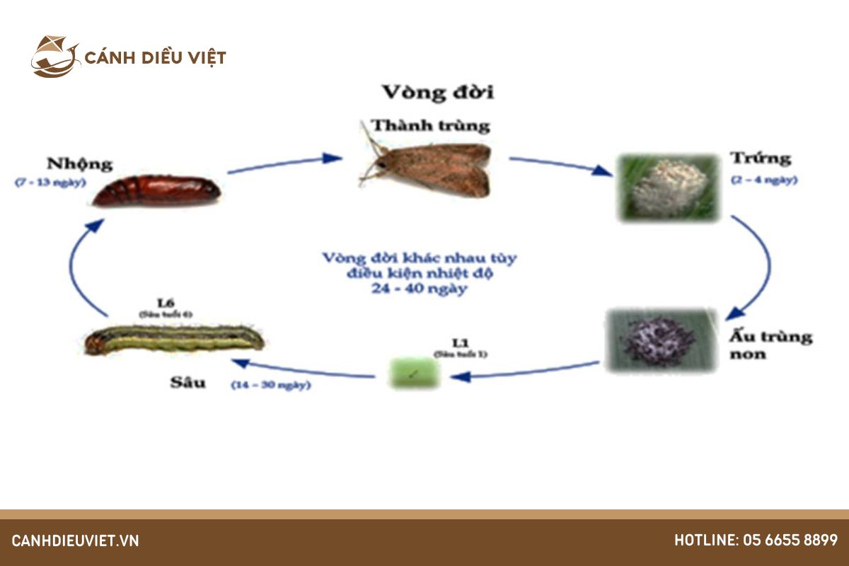 Chu kỳ sống của sâu keo mùa thu