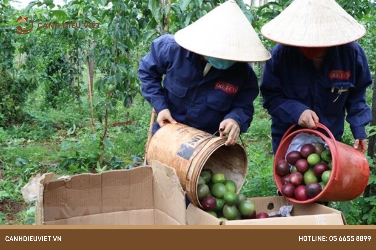 Đa dạng sản phẩm từ chanh dây sau mùa thu hoạch