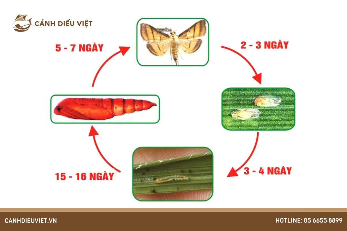 Dac diem hinh thai sau cuon la nho hai lua