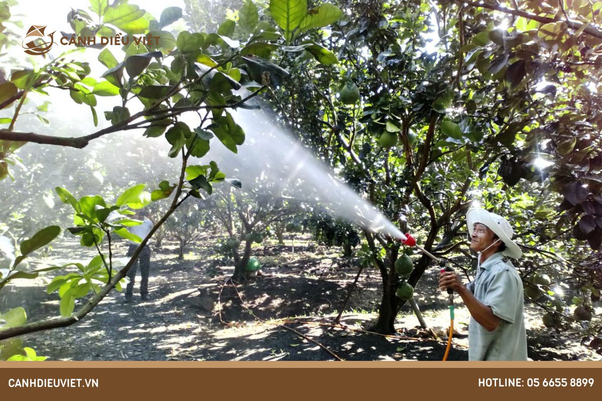 Một số biện pháp phòng ngừa sâu bệnh hại bưởi