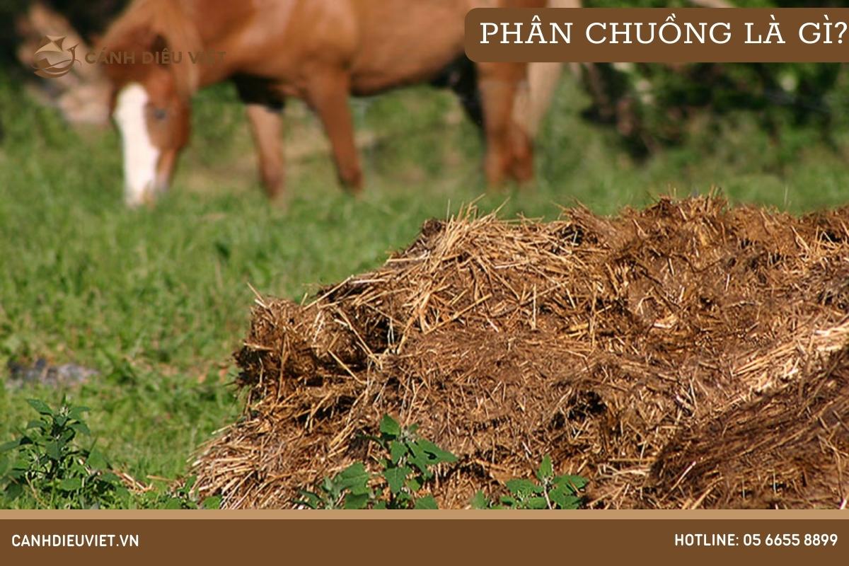 Phân chuồng là gì