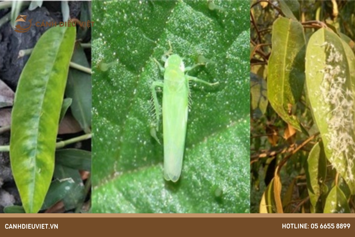 Rầy (Empoasca spp.)