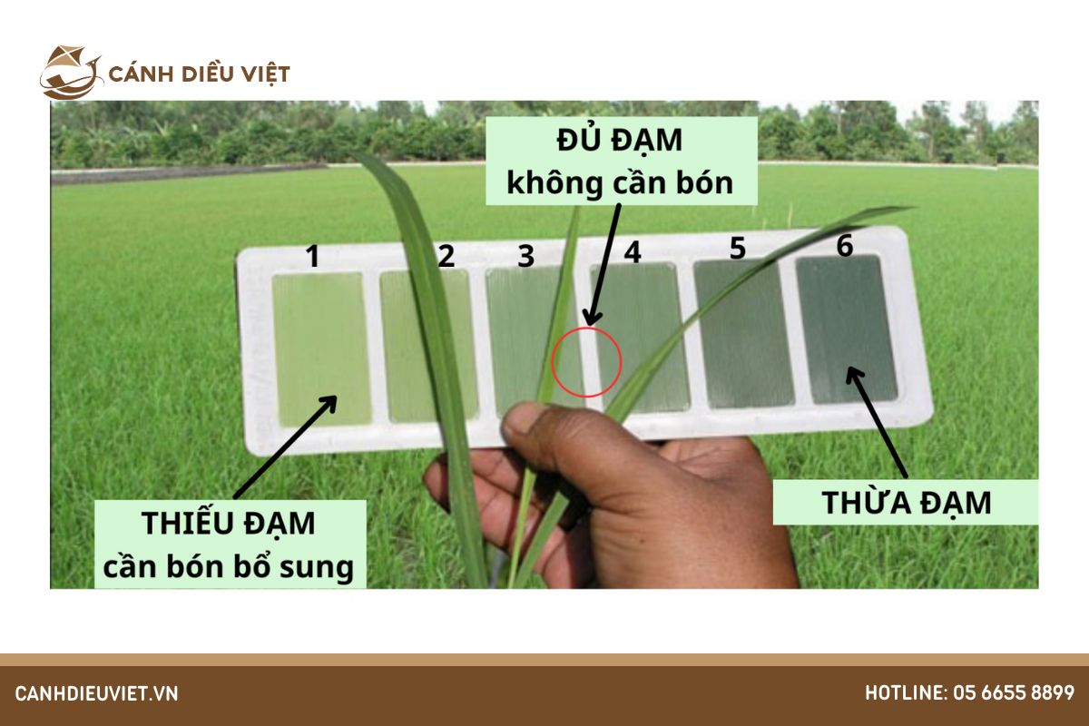 Tác hại của cây lúa thiếu thừa đạm