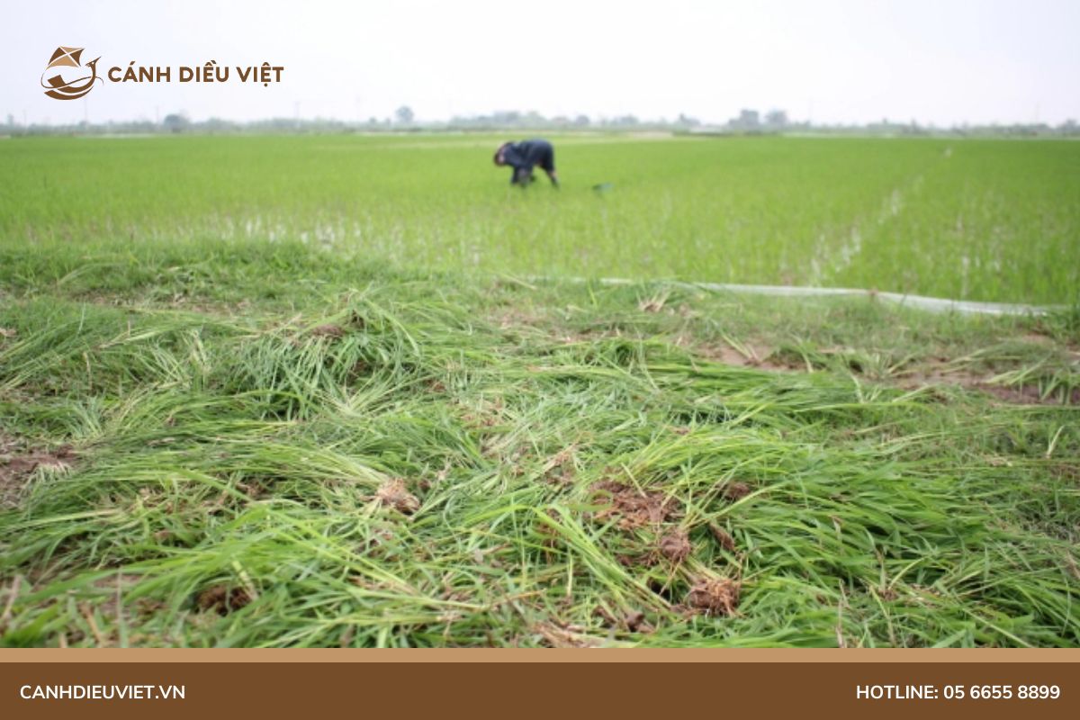 Tác hại của lúa ma