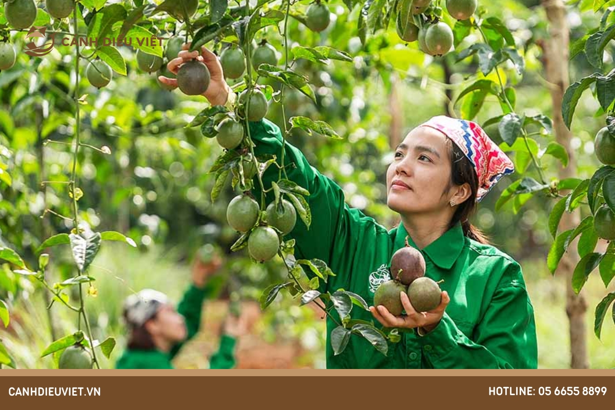 Thu hoạch và bảo quản