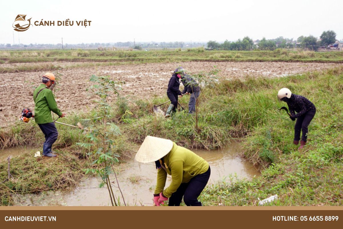 Tiến hành vệ sinh ruộng đồng