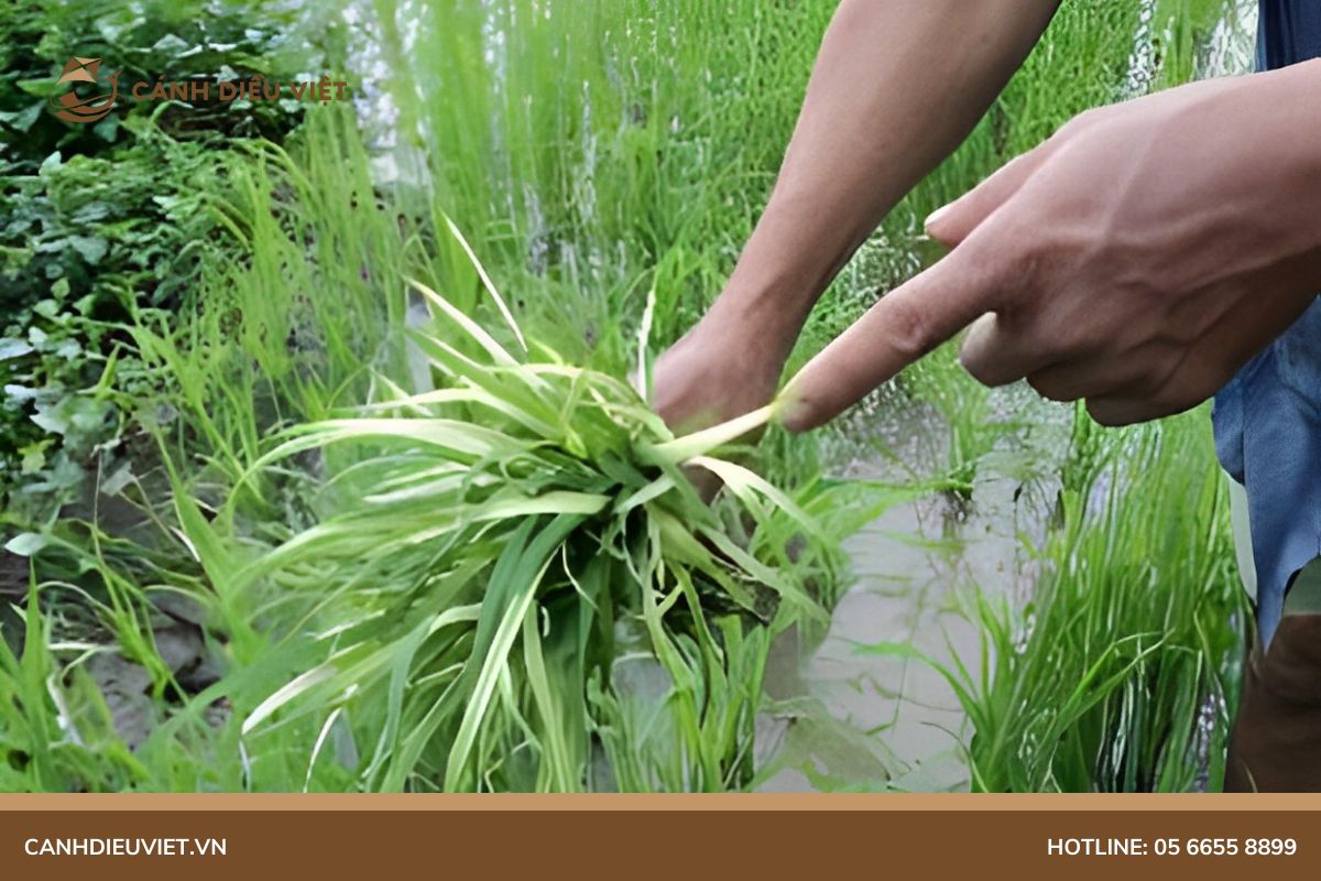 bệnh bạch tạng ở lúa