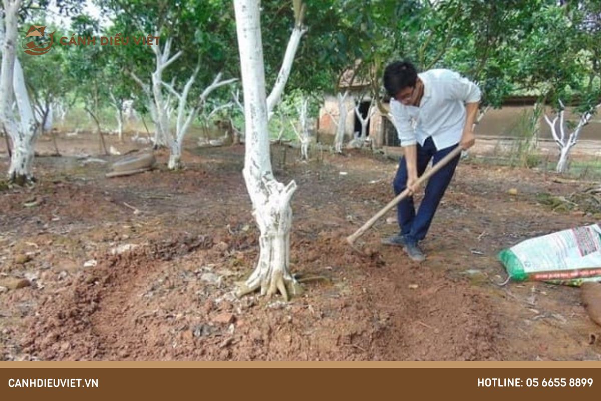 Biện pháp phòng tránh rụng hoa quả