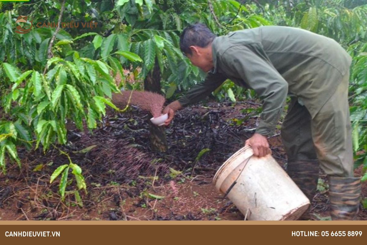 Các loại phân bón cho cà phê hiệu quả