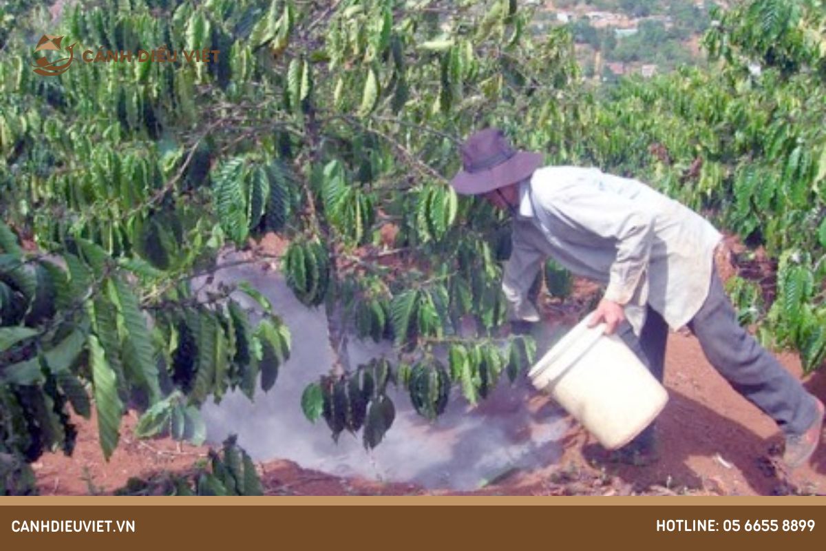 Kỹ thuật dùng bón phân cho cà phê tối ưu cho từng giai đoạn