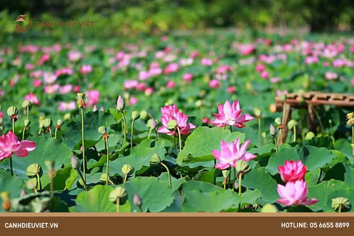 Tại sao phân bón quan trọng