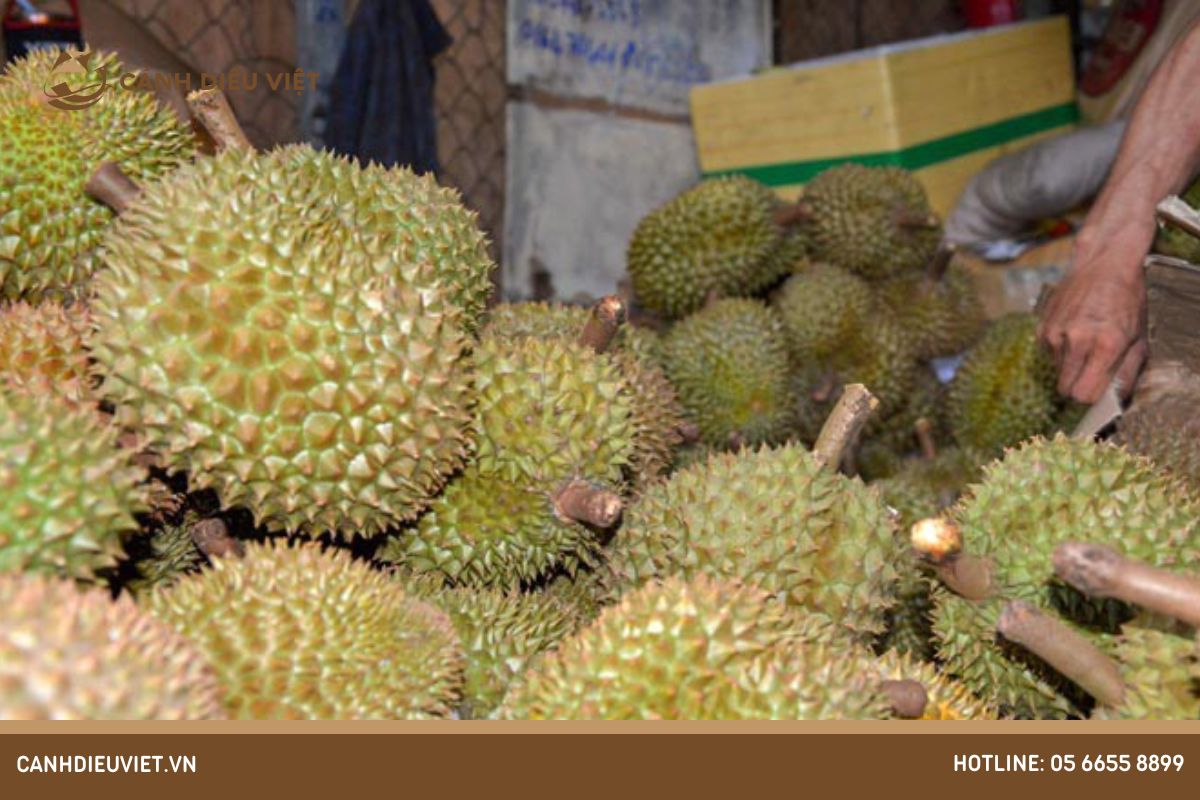 Cách chọn mua được sầu riêng kampot ngon loại 1