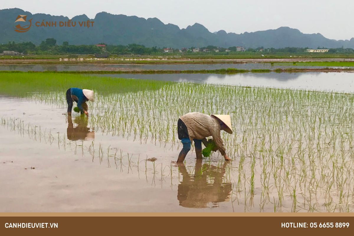 Cây lúa cần ít nước giai đoạn nào (2)