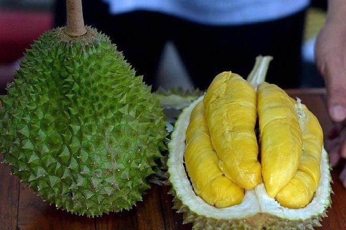 Giới thiệu về sầu riêng Musang King