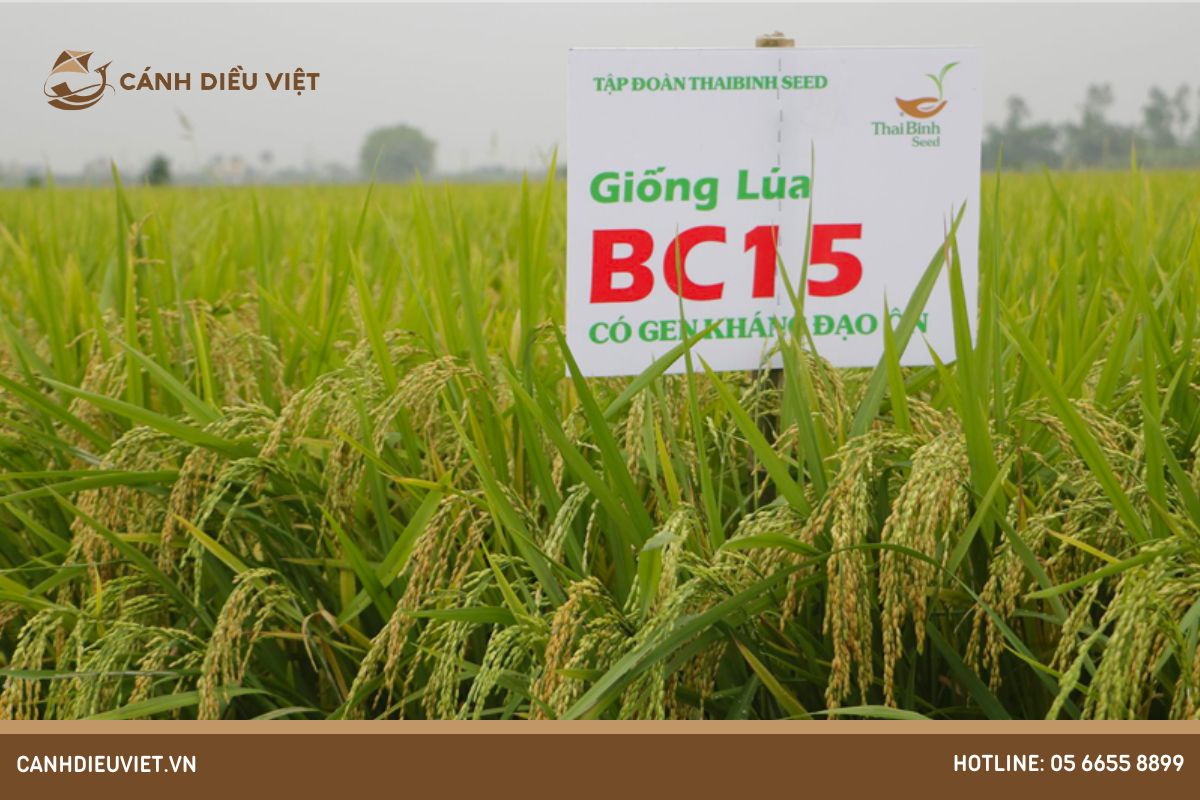 Giống lúa BC15