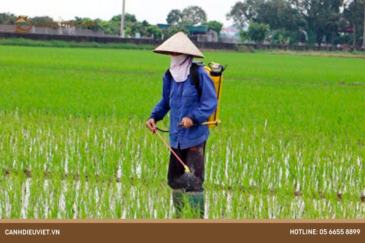 Lưu ý khi bón phân cho cây lúa