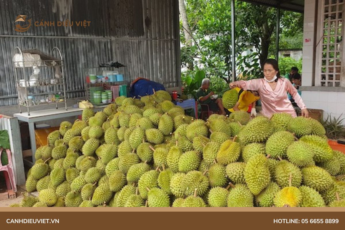 Mua sầu riêng Monthong ở đâu 