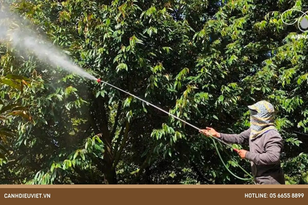 Phun thuốc khi cây sầu riêng còn non