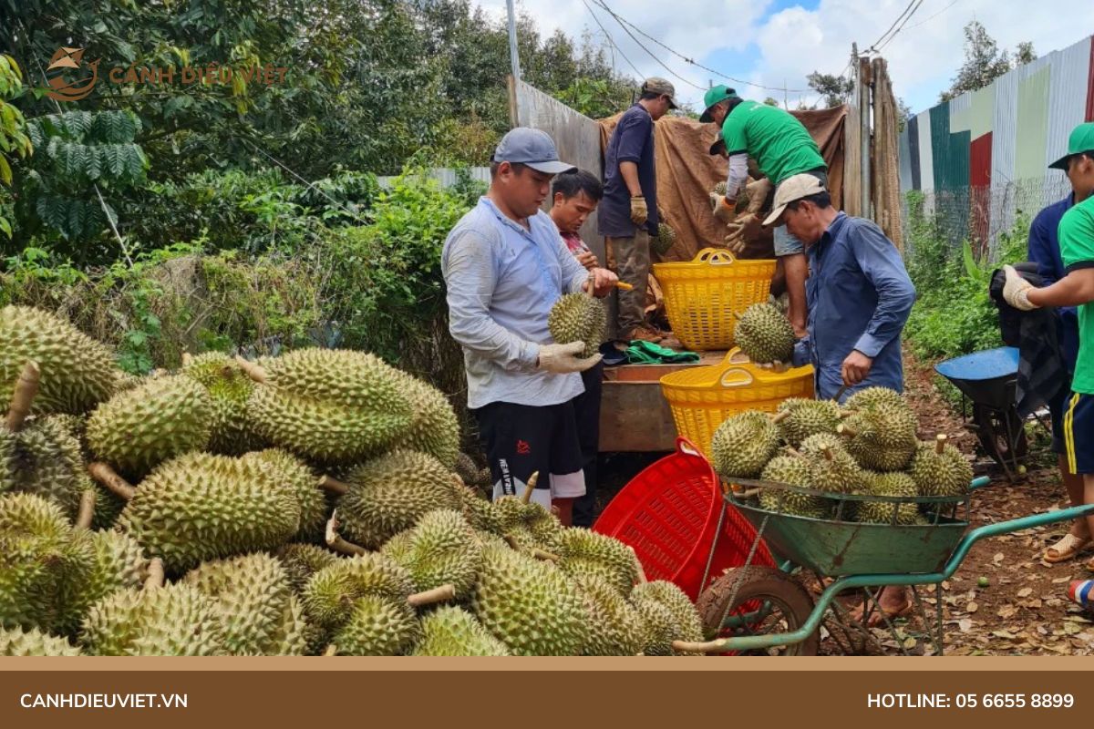 Thời điểm thích hợp cho người tiêu dùng mua sầu riêng tại các khu vực