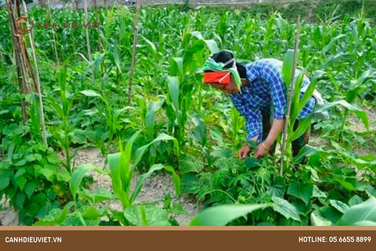 Xử lý chất thải nông nghiệp bằng giải pháp trồng cây luân canh, xen kẽ