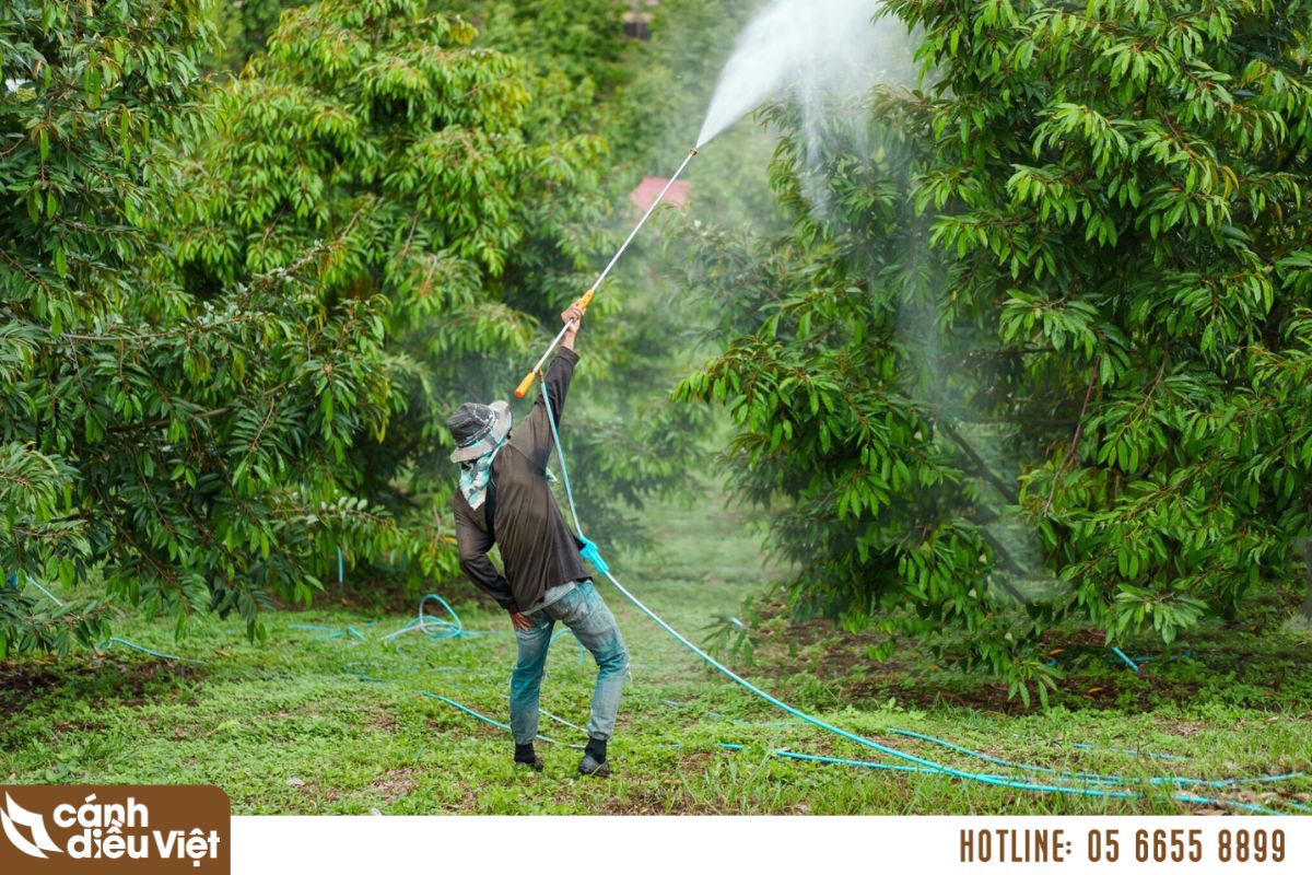 Kỹ thuật trồng và chăm sóc sầu riêng