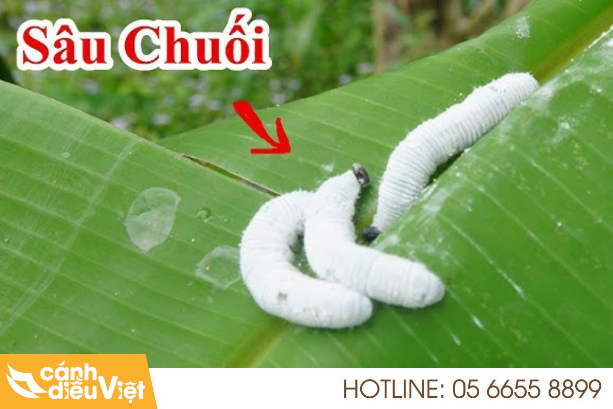 Hình ảnh con sâu chuối